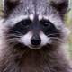 A Raccoon